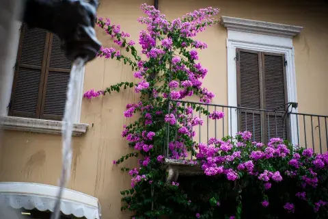 Foto de planta Santa Rita. Foto de planta Santa Rita.