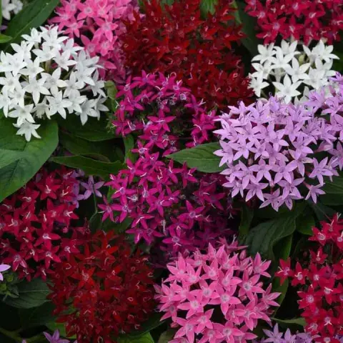 Plantas que dan flores todo el año.
