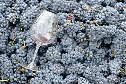 Uvas de Pinot Noir Uvas de Pinot Noir