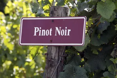 Pinot Noir Pinot Noir