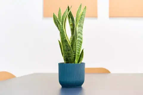 Sin luz en invierno: las plantas de interior con bajo mantenimiento para esta temporada Sin luz en invierno: las plantas de interior con bajo mantenimiento para esta temporada