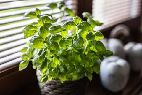 Plantas ideales para sembrar en septiembre y llenar tu jardín de color en verano: Albahaca.