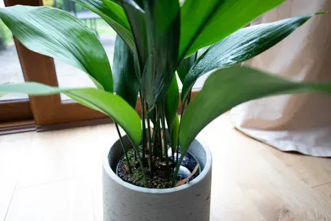Planta de Aspidistra.