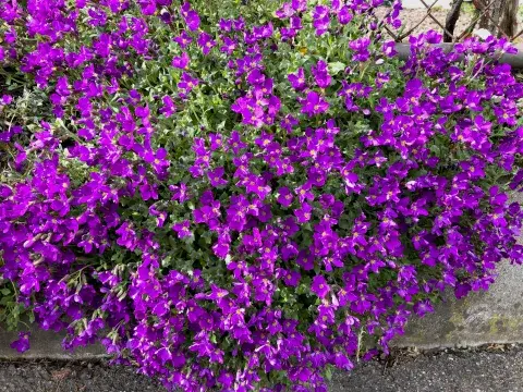 Foto de flores violetas.