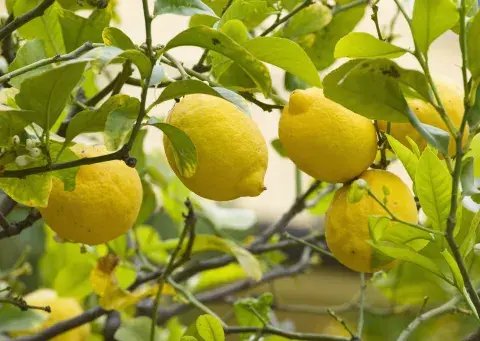 Cómo hacer que el limonero dé más frutos en la primavera: el paso a paso.