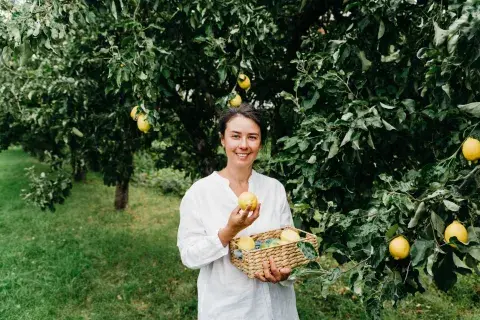 Los trucos para que el limonero dé más frutos. Los trucos para que el limonero dé más frutos.