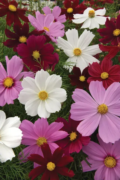 Plantas ideales para sembrar en septiembre y llenar tu jardín de color en verano: Cosmos.