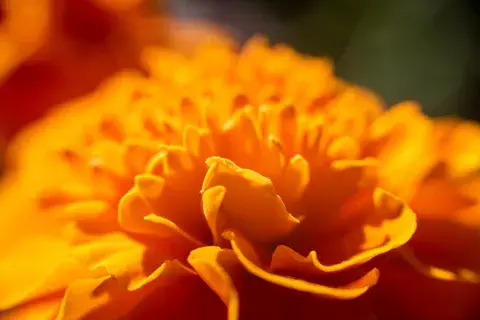 Foto de flores amarillas.