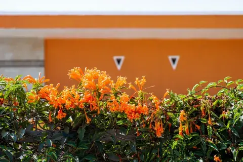 Foto de flores naranjas.