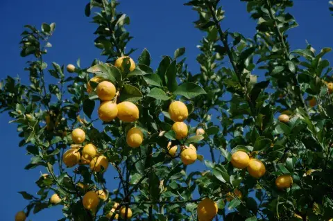 Paso a paso para que tu limonero dé más frutos esta primavera. Paso a paso para que tu limonero dé más frutos esta primavera.