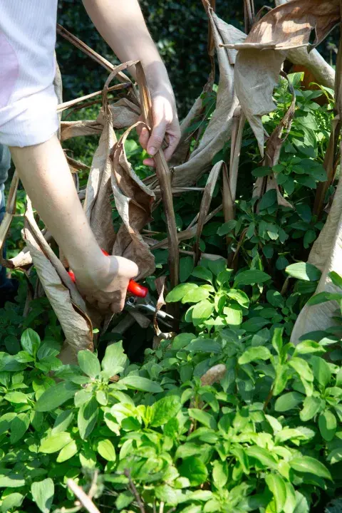 Pulgones, cochinillas y royas predominan en esta época y también aparecen las enfermedades producidas por hongos, por eso es importante realizar tratamientos preventivos. Pulgones, cochinillas y royas predominan en esta época y también aparecen las enfermedades producidas por hongos, por eso es importante realizar tratamientos preventivos.