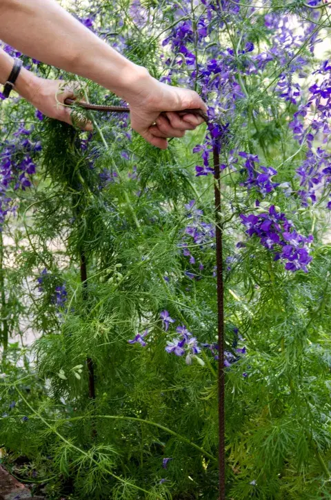 A medida que crezcan las herbáceas, por ejemplo las espuelas de caballero, es necesario tutorar para que se desarrollen bien formadas A medida que crezcan las herbáceas, por ejemplo las espuelas de caballero, es necesario tutorar para que se desarrollen bien formadas