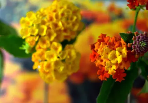 Foto de lantana amarilla. Foto de lantana amarilla.