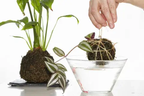  Kokedamas: pequeños planetas verdes