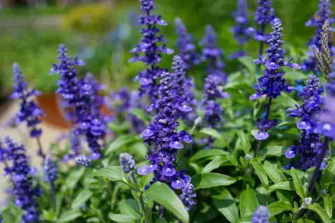 5 plantas que parecen lavanda pero florecen más y requieren menos cuidados