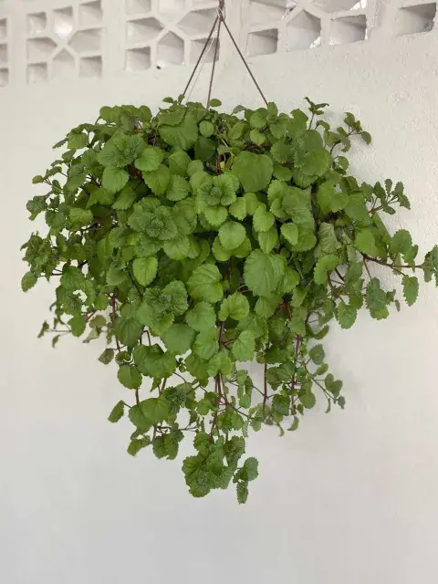 Su crecimiento es rápido y su porte colgante la convierte en una excelente opción para macetas suspendidas o estanterías con luz natural. Su crecimiento es rápido y su porte colgante la convierte en una excelente opción para macetas suspendidas o estanterías con luz natural.