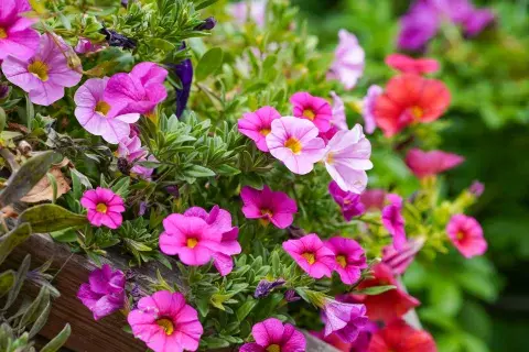 Petunias: flores abundantes, alegres y fáciles de mantener. Van perfecto en macetas colgantes o jardineras cerca de una ventana soleada. Petunias: flores abundantes, alegres y fáciles de mantener. Van perfecto en macetas colgantes o jardineras cerca de una ventana soleada.