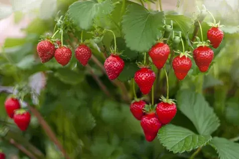 Hola verano: las 3 plantas que podés sembrar en noviembre para tener frutas frescas en tu patio Hola verano: las 3 plantas que podés sembrar en noviembre para tener frutas frescas en tu patio