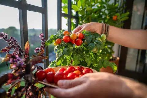 Compacto, colorido y súper productivo, el tomate cherry es un infaltable del huerto urbano. Compacto, colorido y súper productivo, el tomate cherry es un infaltable del huerto urbano.