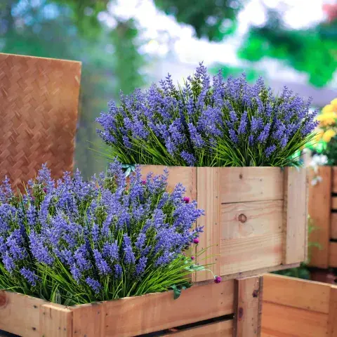 Foto de planta de lavanda. Foto de planta de lavanda.