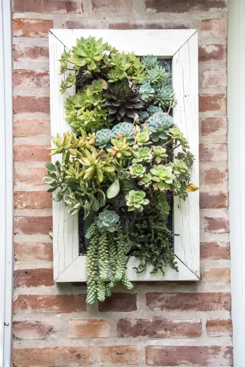 Perfectas para espacios pequeños, las suculentas en jardines verticales requieren poco riego Perfectas para espacios pequeños, las suculentas en jardines verticales requieren poco riego