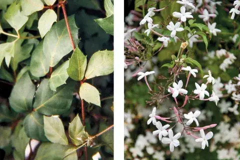 Cissus antarctic y Jasminum polyanthum, dos especies que se pueden usar en altura para crear un entorno natural y fresco Cissus antarctic y Jasminum polyanthum, dos especies que se pueden usar en altura para crear un entorno natural y fresco