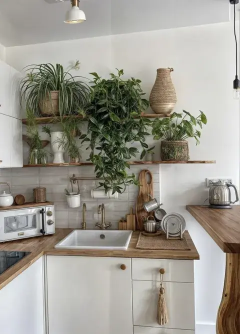 plantas-cocina_1.jpeg plantas-cocina_1.jpeg