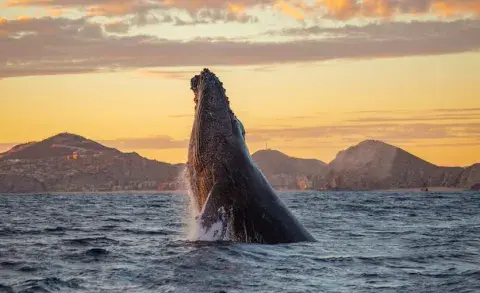 Ballenas en Los Cabos