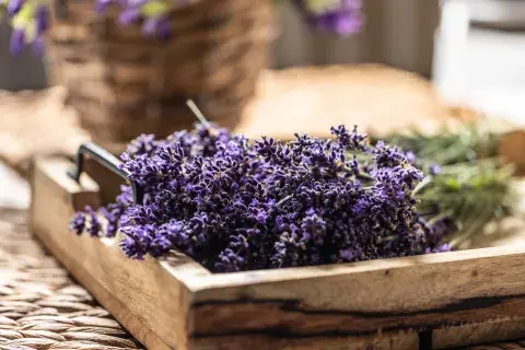 Foto de planta de lavanda. Foto de planta de lavanda.