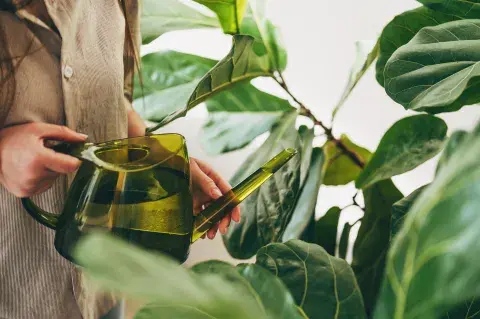 Llega el calor: cinco consejos para cuidar tus plantas en el verano 2026 Llega el calor: cinco consejos para cuidar tus plantas en el verano 2026