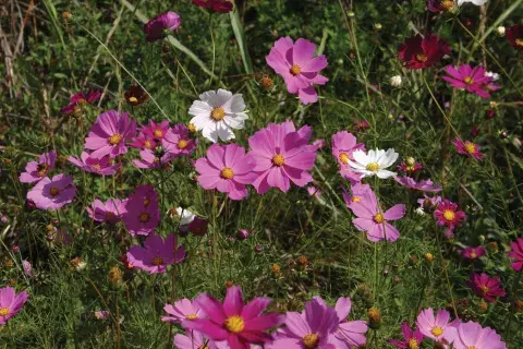 El cosmos es perfecto si buscás un toque más silvestre. 