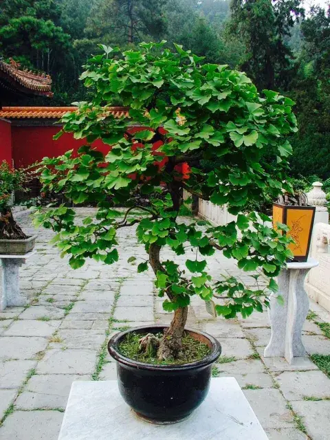 Cómo cultivar un Ginkgo biloba en maceta y lograr buena sombra. Cómo cultivar un Ginkgo biloba en maceta y lograr buena sombra.