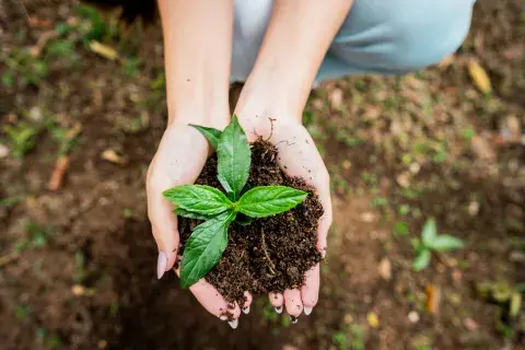 3 plantas trepadoras ideales para decorar y proteger tu patio o balcón 3 plantas trepadoras ideales para decorar y proteger tu patio o balcón