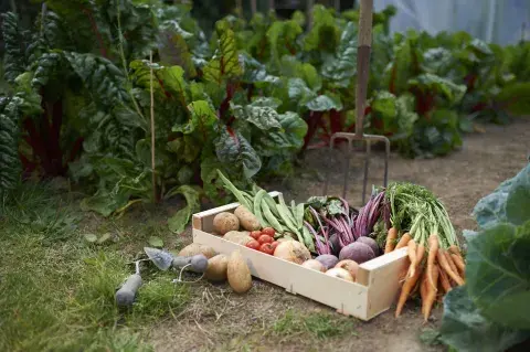 Foto de huerta. Foto de huerta.