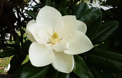 Sí, es posible disfrutar de una magnolia sin tener jardín. Sí, es posible disfrutar de una magnolia sin tener jardín.