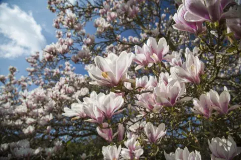 El árbol perfecto para tener un patio perfumado en verano El árbol perfecto para tener un patio perfumado en verano