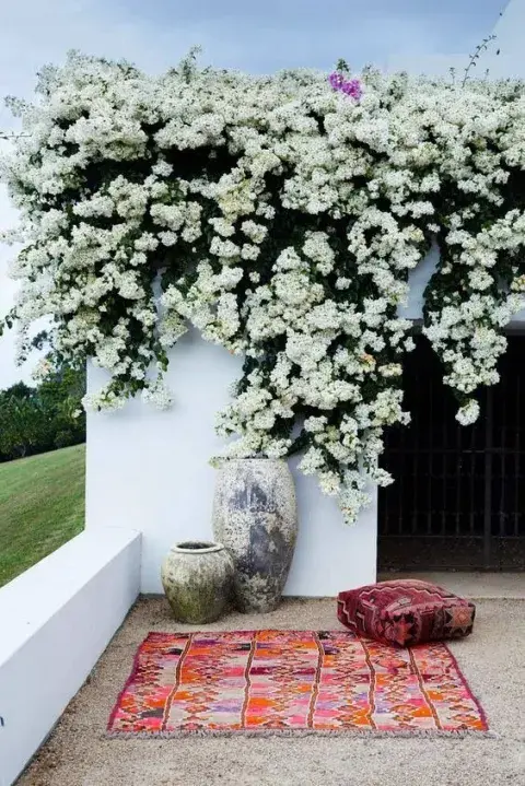 El árbol perfecto para sumar color en un mini patio o balcón