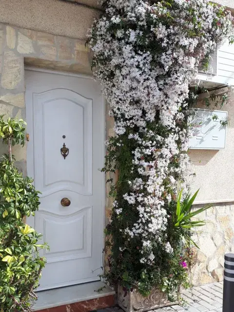 Cada vez más personas buscan plantas que embellezcan el hogar sin demandar tiempo, y el jazmín chino cumple todos los requisitos: perfuma, es resistente y se adapta a múltiples estilos de decoración exterior Cada vez más personas buscan plantas que embellezcan el hogar sin demandar tiempo, y el jazmín chino cumple todos los requisitos: perfuma, es resistente y se adapta a múltiples estilos de decoración exterior