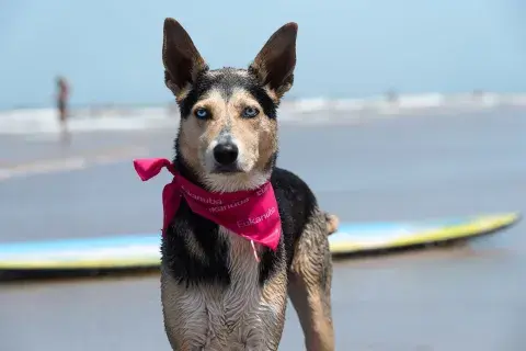 En Mar del Plata, Eukanuba llevará adelante distintas acciones pensadas para disfrutar la playa con perros En Mar del Plata, Eukanuba llevará adelante distintas acciones pensadas para disfrutar la playa con perros