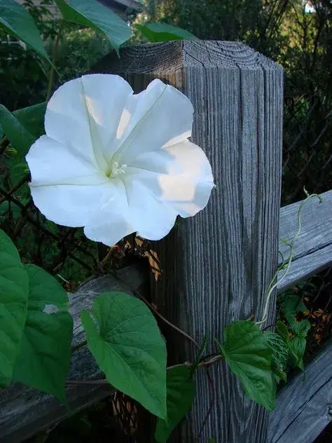 La flor de luna es una planta perenne perteneciente a la familia Convolvulaceae, originaria de las regiones tropicales de América La flor de luna es una planta perenne perteneciente a la familia Convolvulaceae, originaria de las regiones tropicales de América
