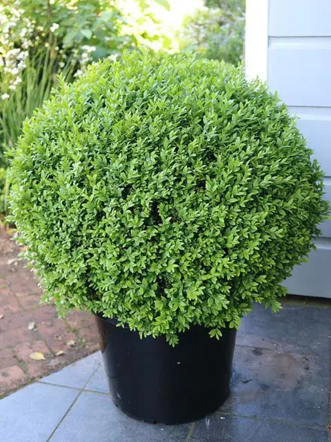 El boj (Buxus sempervirens) es un arbusto perenne muy usado en jardinería por su follaje compacto y su capacidad de adaptarse al cultivo en maceta. El boj (Buxus sempervirens) es un arbusto perenne muy usado en jardinería por su follaje compacto y su capacidad de adaptarse al cultivo en maceta.