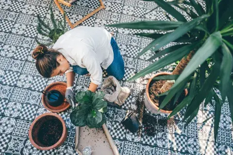 El árbol mini frutal que podés tener en el balcón, aunque vivas en un monoambiente El árbol mini frutal que podés tener en el balcón, aunque vivas en un monoambiente