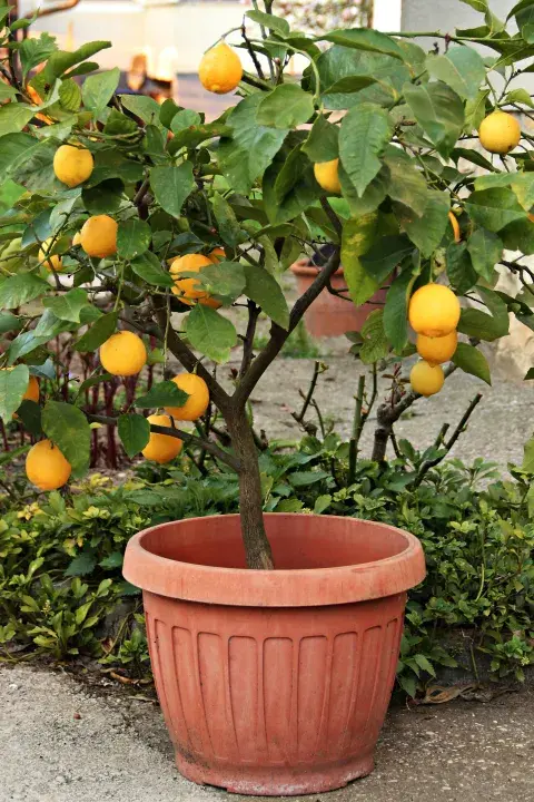El árbol mini frutal que podés tener en el balcón, aunque vivas en un monoambiente El árbol mini frutal que podés tener en el balcón, aunque vivas en un monoambiente