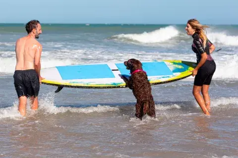 Durante todo el mes de enero, del 3 al 25, Royal Canin estará presente en el Balneario Divisadero, el único parador pet friendly de Cariló. Durante todo el mes de enero, del 3 al 25, Royal Canin estará presente en el Balneario Divisadero, el único parador pet friendly de Cariló.
