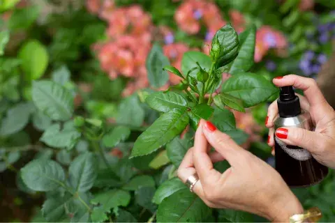 Foto de rosal.