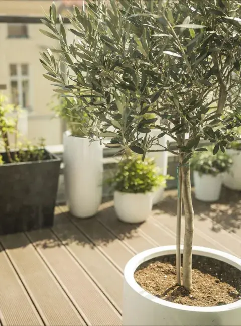olivo-planta-mini-deco_2.jpg olivo-planta-mini-deco_2.jpg