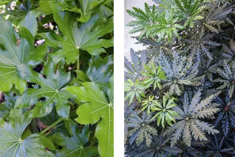 Fatsia japonica aral y Schefflera elegantissima Fatsia japonica aral y Schefflera elegantissima