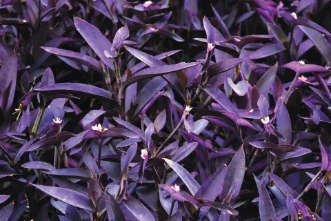 La Tradescantia pallida —también conocida como planta colgante morada o purple heart—. resiste a todo. La Tradescantia pallida —también conocida como planta colgante morada o purple heart—. resiste a todo.