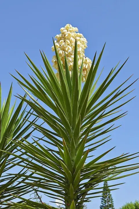 Foto de Yuca. Foto de Yuca.