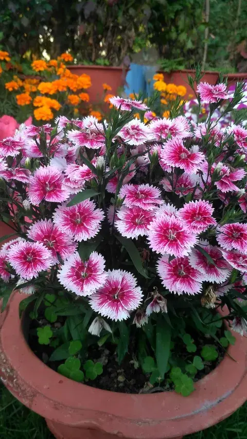 5 plantas de interior que repelen mosquitos: la decoración verde que vas a amar este verano 5 plantas de interior que repelen mosquitos: la decoración verde que vas a amar este verano